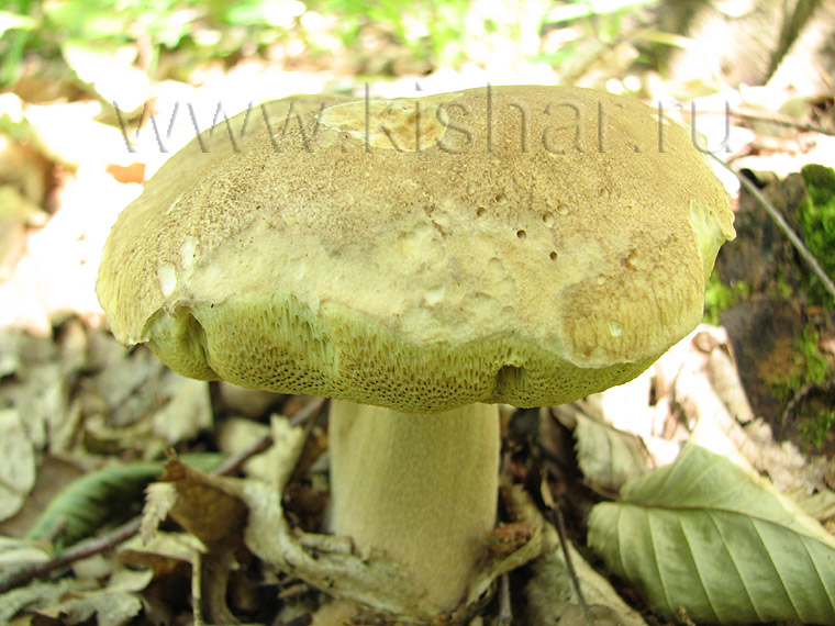 Белый гриб (форма ранняя сосновая), Boletus edulis f. praecox