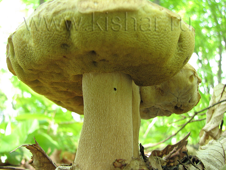 Белый гриб (форма ранняя сосновая), Boletus edulis f. praecox