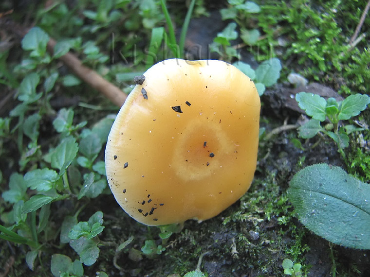 Опенок зимний, Flammulina velutipes, зимний гриб, фламмулина бархатистоножковая