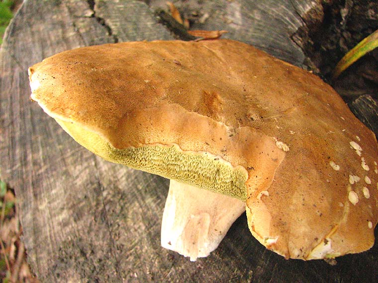 Белый гриб березовый, Boletus betulicola