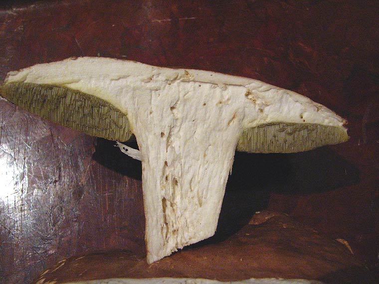 Белый гриб березовый, Boletus betulicola