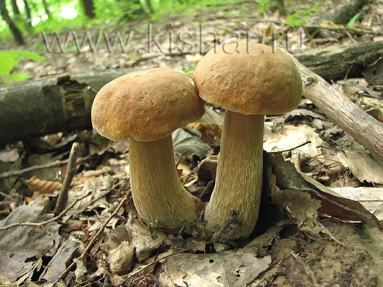 Белый гриб (светло-бронзовая форма), Boletus edulis f. subaereus
