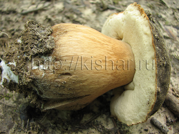 Белый гриб медный, Boletus aereus