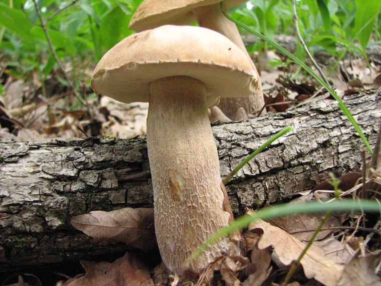 Белый гриб. Boletus edulis.
