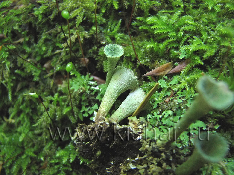 Кладония бахромчатая, Cladonia fimbriata