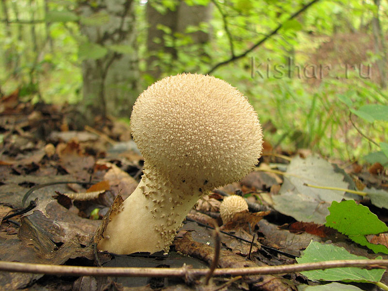 Дождевик настоящий, дождевик шиповатый, дождевик жемчужный, гриб заячья картошка, Lycoperdon perlatum