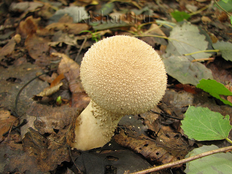 Дождевик настоящий, дождевик шиповатый, дождевик жемчужный, гриб заячья картошка, Lycoperdon perlatum