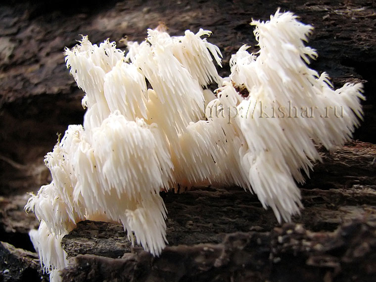 Ежевик гребенчатый, Hericium erinaceus, грибная лапша