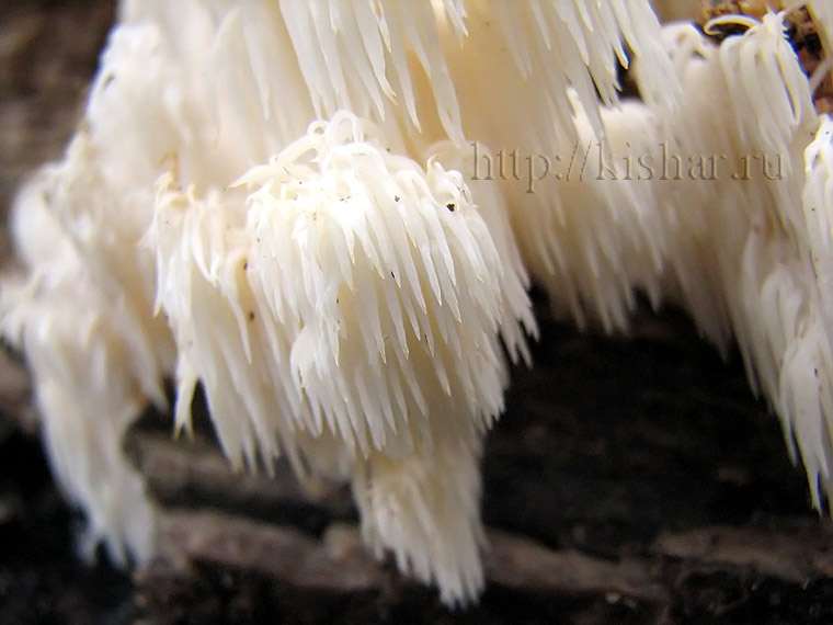 Ежевик гребенчатый, Hericium erinaceus, грибная лапша