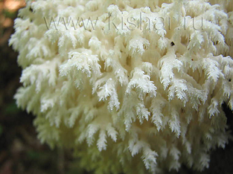 Ежевик коралловый, Hericium coralloides