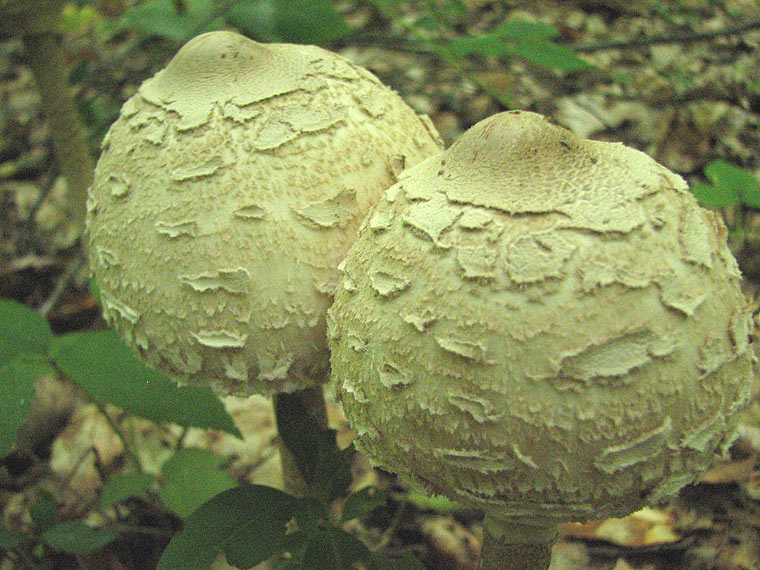Гриб-зонтик сосцевидный, Macrolepiota mastoidea