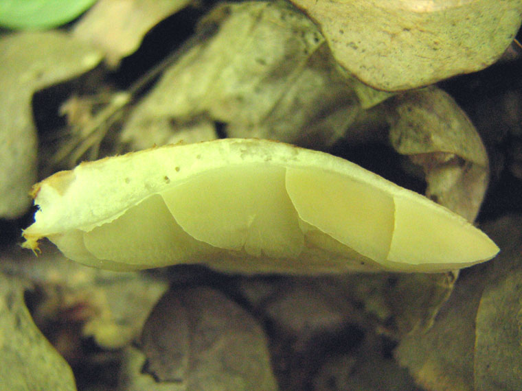 Крепидот мягкий, Crepidotus mollis