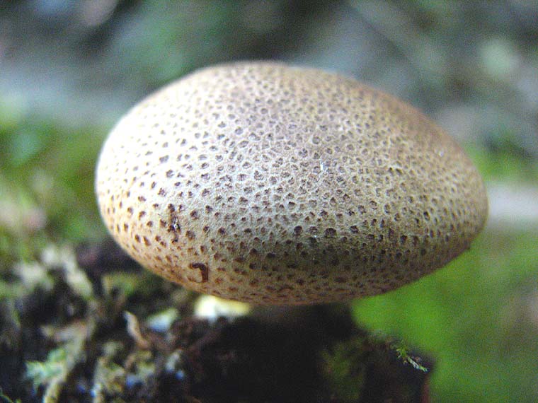 Ложнодождевик бородавчатый, Scleroderma verrucosum