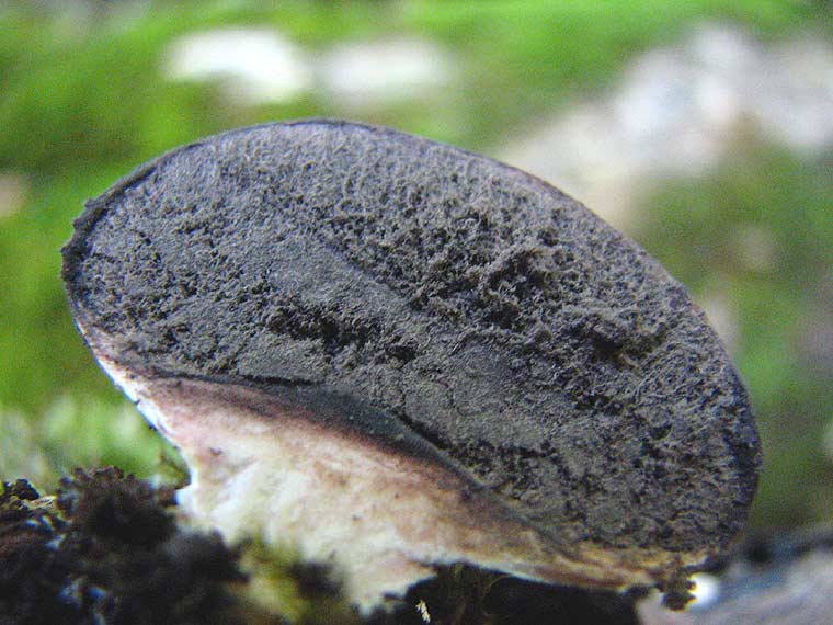 Ложнодождевик бородавчатый, Scleroderma verrucosum