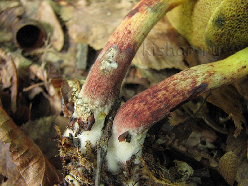 Моховик трещиноватый, моховик пестрый, боровик пастбищный, Xerocomellus chrysenteron,  Boletus pascuus