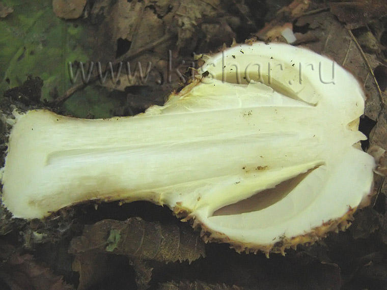 Мухомор щетинистый, Amanita echinocephala, мухомор колючеголовый,  толстяк щетинистый