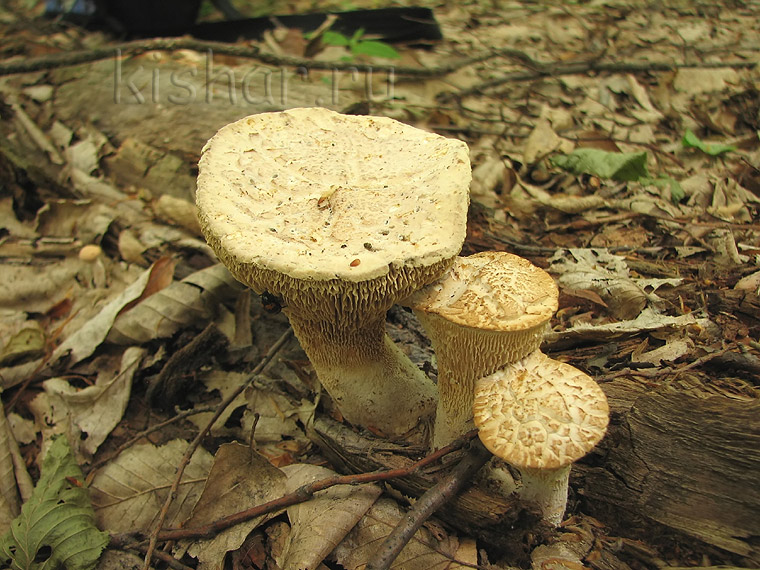 Пилолистник чешуйчатый, Lentinus lepideus, шпальный гриб