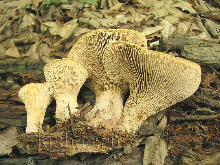 Пилолистник чешуйчатый, Lentinus lepideus, шпальный гриб