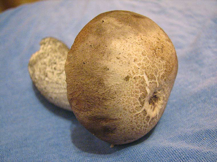 Подберезовик, Leccinum scabrum