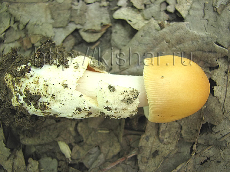 Поплавок шафрановый, Amanita crocea, мухомор шафрановый