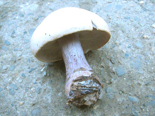 Рядовка майская, Calocybe gambosa, майский гриб