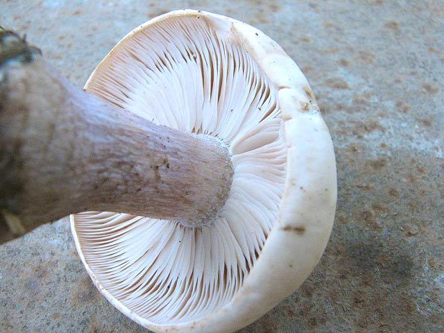 Рядовка майская, Calocybe gambosa, майский гриб