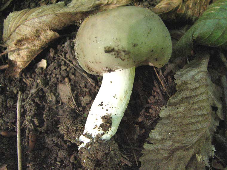 Рядовка мыльная, Tricholoma saponaceum