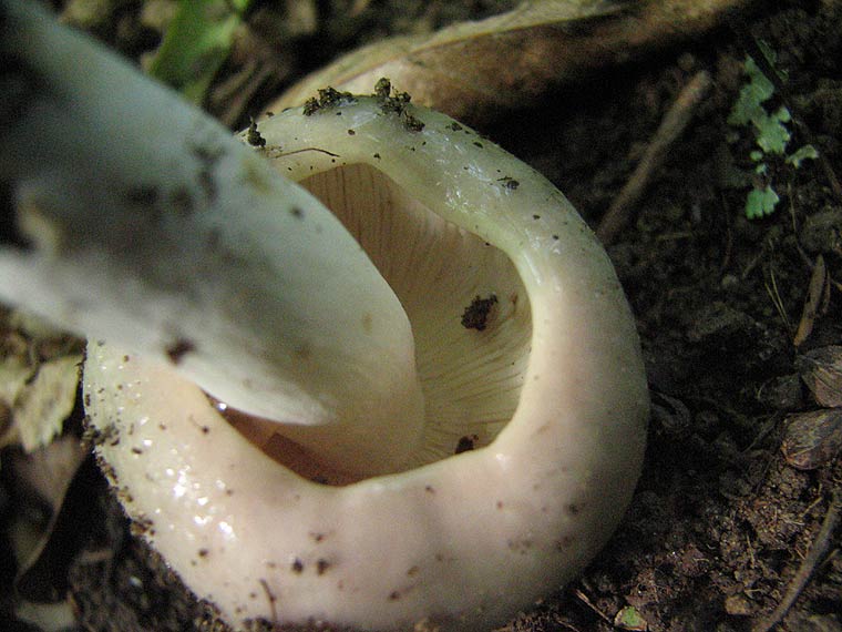 Рядовка мыльная, Tricholoma saponaceum
