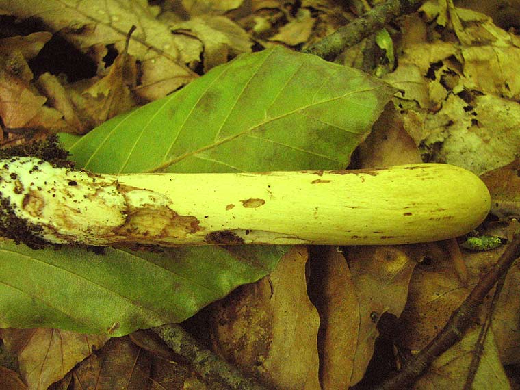Рогатик пестиковый, Clavaridelphus pistillaris
