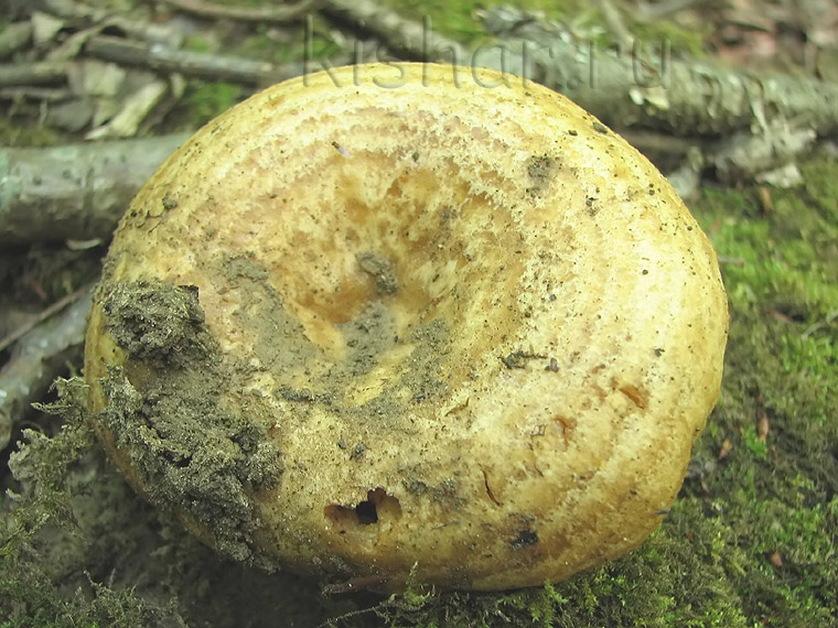 Рыжик дубовый, Lactarius zonarius, млечник дубовый, груздь дубовый