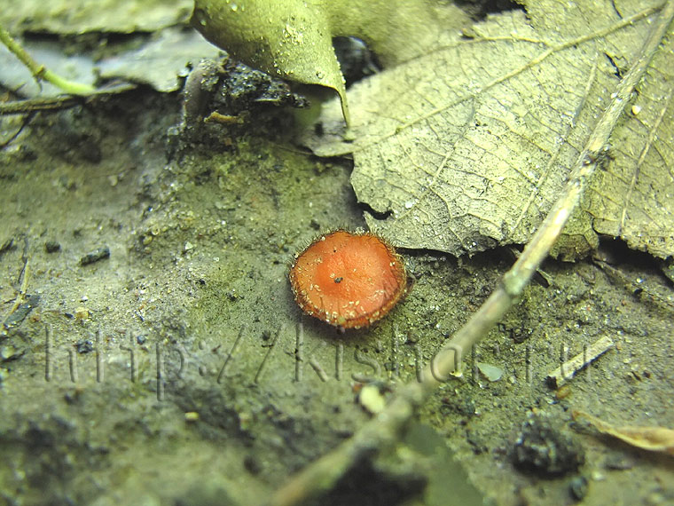 Скутеллиния щитовидная, Scutellinia scutellata, скутеллиния блюдцевидная