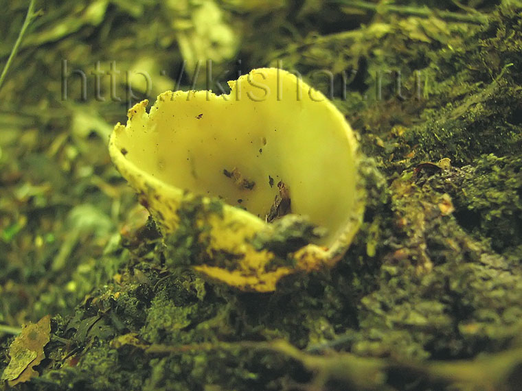 Тарзетта чашевидная, Tarzetta catinus, геопиксис чашевидный