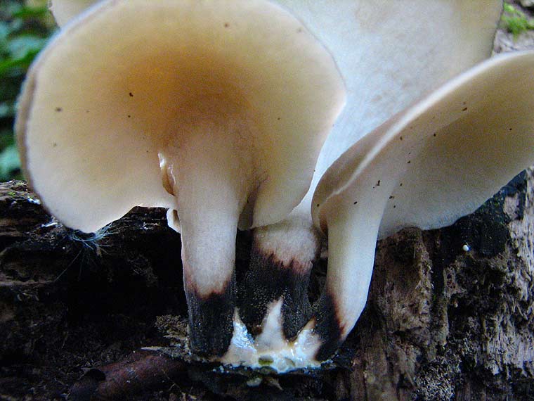 Трутовик каштановый, Polyporus badius, полипорус каштановый