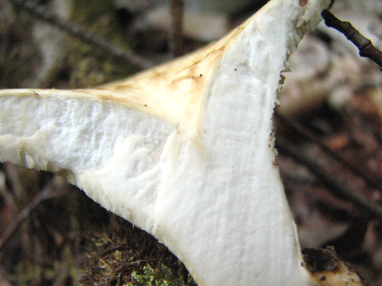 Трутовик чешуйчатый, Polyporus squamosus, полипорус чешуйчатый