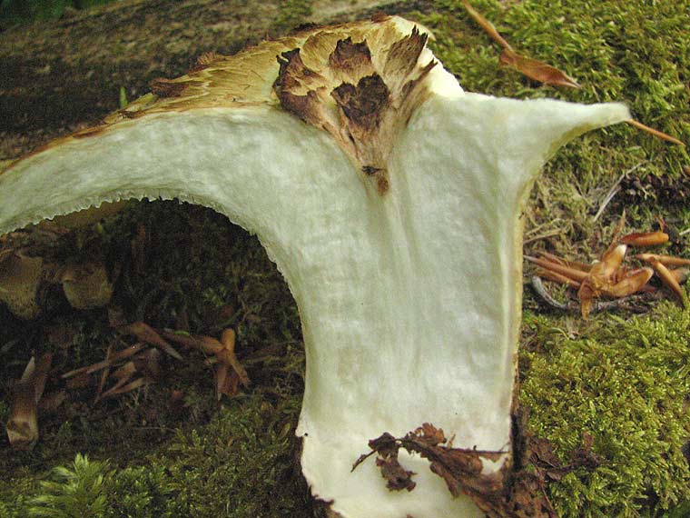 Трутовик клубненосный, Polyporus tuberaster, полипорус клубненосный