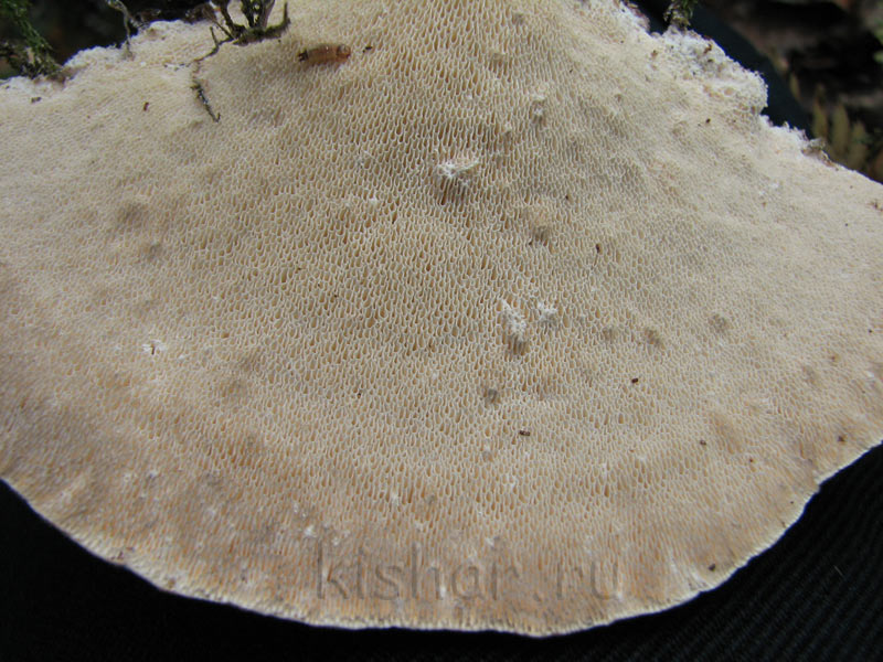 Трутовик плоский, Ganoderma applanatum