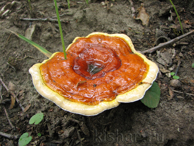 Трутовик лакированный,    ганодерма лакированная, ганодерма блестящая,  гриб Рейши, Ganoderma lucidum