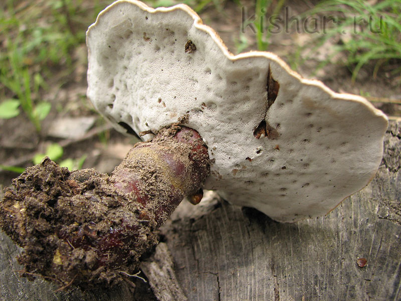 Трутовик лакированный,    ганодерма лакированная, ганодерма блестящая,  гриб Рейши, Ganoderma lucidum