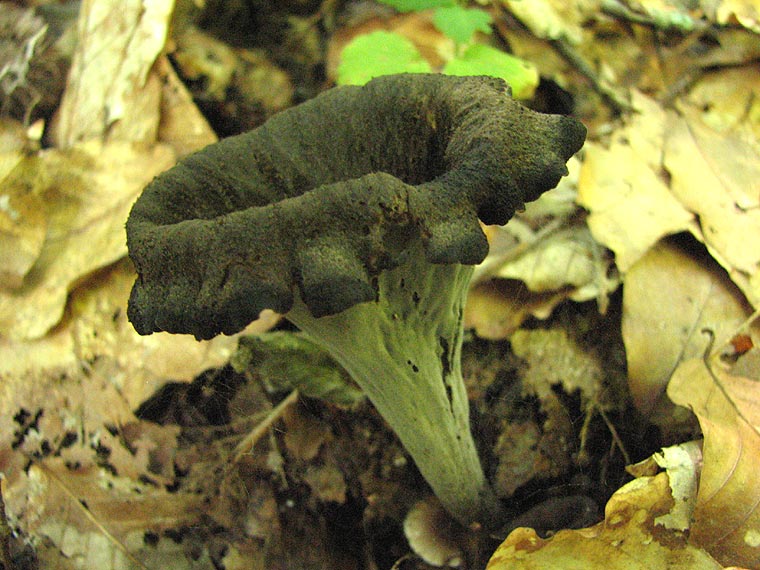 Вороночник рожковидный, Craterellus cornucopiodes, трубкогриб роговидный
