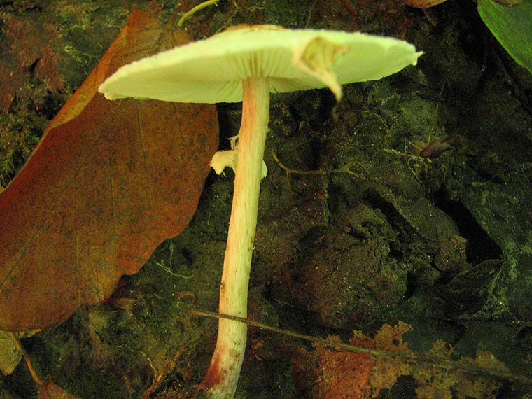 Зонтик гребенчатый, Lepiota cristata