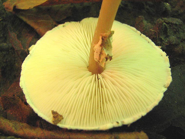 Зонтик гребенчатый, Lepiota cristata
