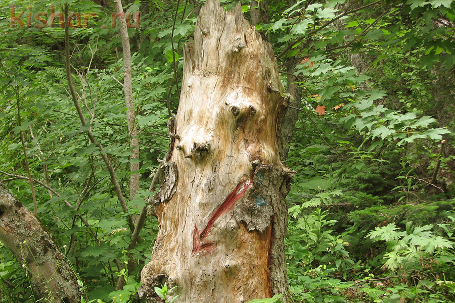 Сломанное дерево, пень-указатель