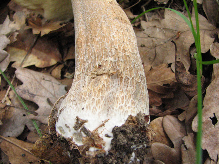 Белый гриб. Boletus edulis.