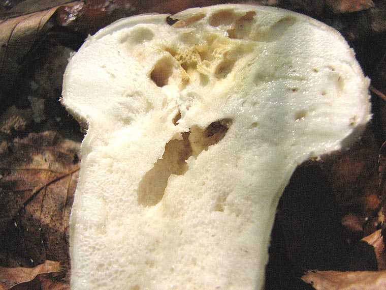 Головач продолговатый, Calvatia exipuliformis, головач сумчатый